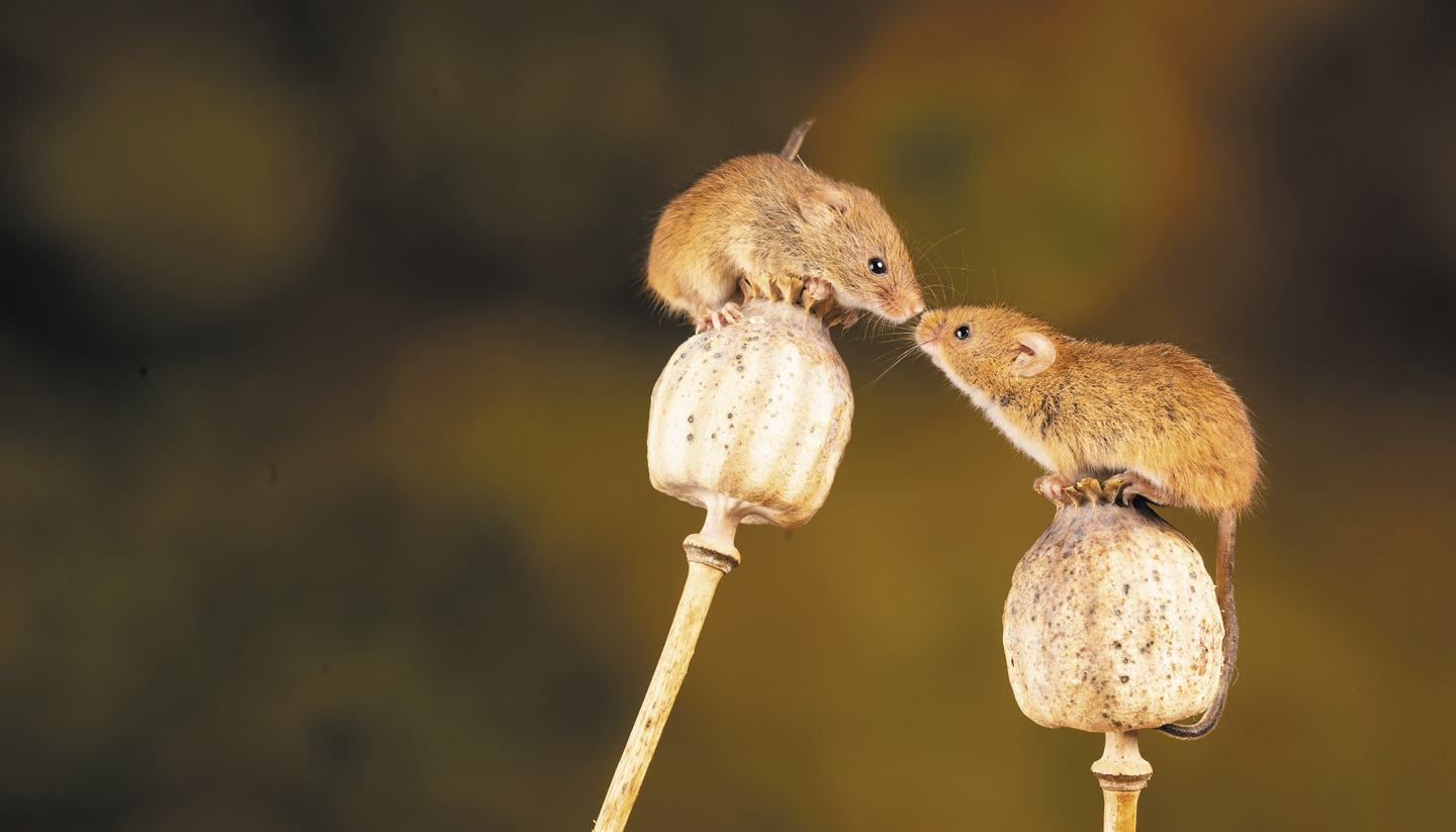 Field mice